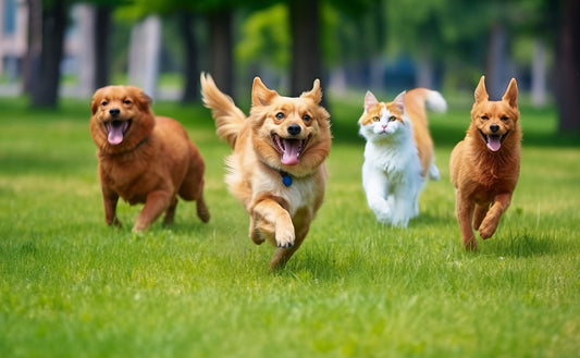Explore WERK, the Best Shopify Theme Store Online, for the Best Pets t